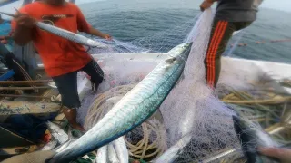 Luar biasa‼️ Kawanan ikan sangat banyak hingga bingung memilihnya