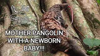 Baby pangolin on its mother in Uganda, Living Zoology - Save Pangolins