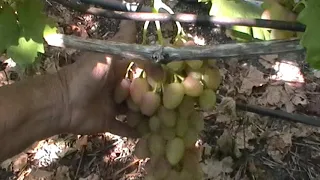 Сорт винограда "Розалинда" - сезон 2019 # Grape sort "Rozalinda"