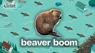 How a beaver boom is reshaping floods and fire