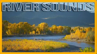 Calming Sounds of Water Flowing Past Fall Foliage in Montana - Soothing Relaxation Ambience