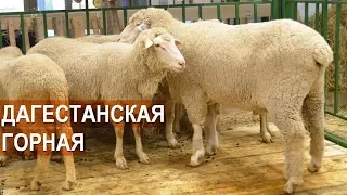 Дагестанская горная порода овец. Выставка Золотая Осень-2017