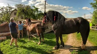 с. ЗАРІЧЧЯ. 📸 ФОТОСЕСІЯ З ⭐⭐⭐ ГЕРМЕСОМ.💥 PERCHERON STALLION!