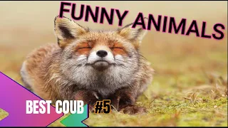 Best Animals Coub #5-СМЕШНЫЕ ЖИВОТНЫЕ 2022-ТОПовая подборка-Funny Animals Videos Compilation 2022