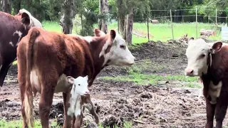 Baby calf born yesterday
