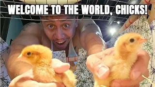 I'm A Chicken Daddy | Vlog #1727