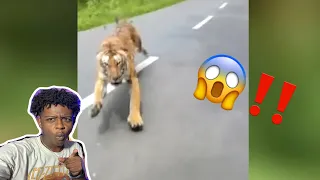 He was almost done for 😅 | 12 Scariest Animal Encounters Caught On Camera (Reaction)