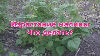 Израстание малины. Что делать?