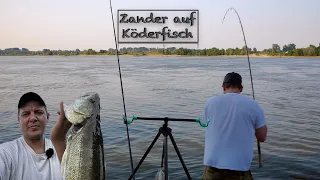 ZANDER mit KÖDERFISCH fangen, so klappt es garantiert!!