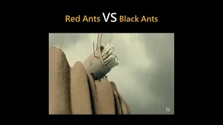Black Ant vs Red Ant