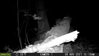 Trail Cam: Flying Squirrel