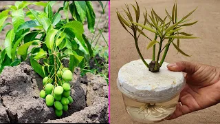 Simple Method Grafting Mango With Onion In A Glass Of Water