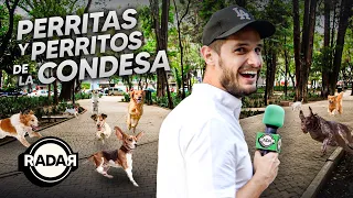 Perritos y PERRITAS en la CONDESA | RADAR con Adrián Marcelo