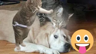 Funniest Cats And Dogs videos😂 -Animals part 7