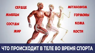 Что на Самом Деле Происходит в Организме во Время Физической Активности? (Зачем тренироваться)