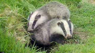 Badger cubs first look at outside world