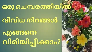 ഒരു ചെമ്പരത്തിയിൽ 6+നിറങ്ങൾ  എങ്ങനെ ഗ്രാഫ്റ്റ് ചെയ്യാം?Multiple grafting on hibiscus plant/ Tutorial