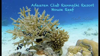 Adaaran Club Rannalhi House reef / Maldives Resorts / Travel vlog