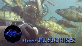 1000's of Yellow Perch swarm diver