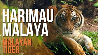 Harimau Terancam di Malaysia (Critically Endangered Malayan Tiger)