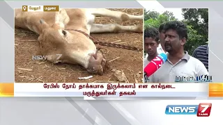 மேலூரில் மர்ம நோயால் 15 மாடுகள் உயிரிழப்பு : Detailed Report