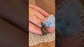 The most amazing rescue ever! She saved a butterfly and repaired its wing! 🦋 #shorts #viral #natural