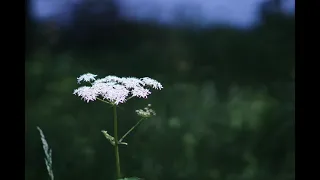 Piano Original「美しい花」🍀✨