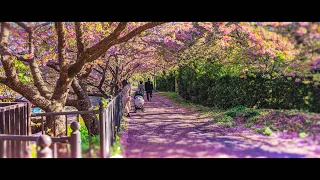 【4K】Japan Travel・Walking around the Kawazu Cherry Blossom Festival 2023 in full bloom【ASMR】