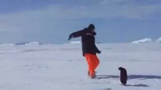 Пингвин напал на человека!