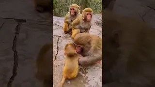 monkey short video🐒| monkey shorts funny #shorts #funny #tiktok #animal #youtubeshorts