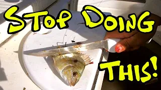 How to use Pinfish for Bait! Catch Redfish, Snook, Tarpon on Pinfish - fishing with live bait fish