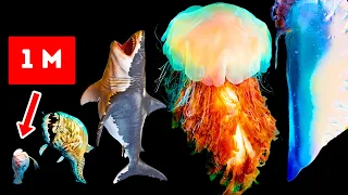 Những Sinh Vật Biển Nguy Hiểm Này Còn Lớn Hơn Cả Megalodon