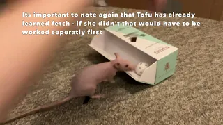 My pet rat Tofu learns to fetch from a drawer - unedited training session