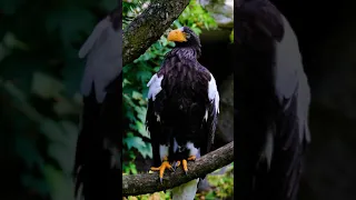 A mighty eagle is sitting on a tree - Amazing Nature
