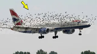 Hundreds of birds surrounded the plane and forced it to land. The reason is terrifying!