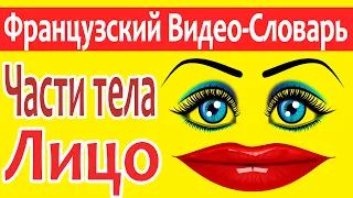 Французский Видео-Словарь "Части Тела. Лицо"