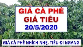 Giá cà phê và giá tiêu hôm nay ngày 20/5/2020|Giá Cà phê nhích nhẹ, giá tiêu đi ngang