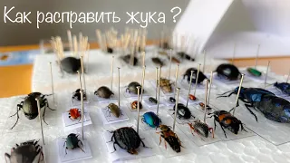 Как хранить и расправлять жуков для коллекции