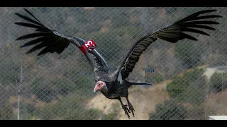 Annenberg PetSpace - Animal Matters: L.A. Zoo's California Condor Conservation Project