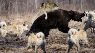 Giant Bear Vs 3 Wolves In Battle For Food
