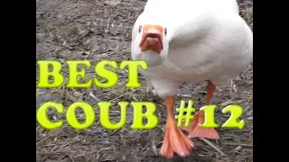 BEST СOUB #12 | Лучшие Приколы | Подборка март 2018