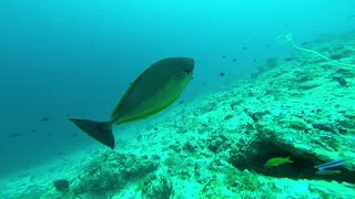 Scuba Diving in Maafushi Maldives 2018