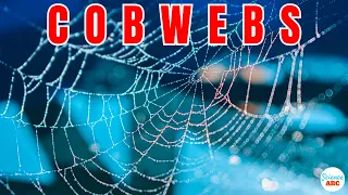 What Are Cobwebs? Where Do They Come From?