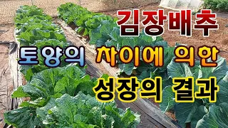 [텃밭농부.858]  김장배추 토양에 따른 성장의 속도와 결과 비교 #배추재배