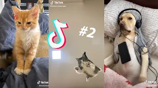 THE BEST CAT AND DOG TIK TOKS - Animal Tik Toks Compilation #2