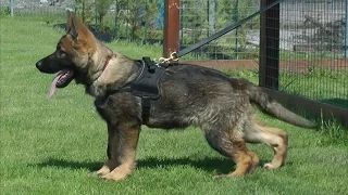 Oscar Katargo / from 3 to 4 months old / GSD puppy