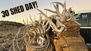 SHED HUNTING | MULE DEER | PUBLIC LAND | 30 ANTLER DAY!