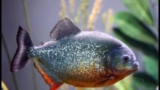 Как Я Кормлю Пираний. Голодные и Красивые. How do I feed the Piranhas. Hungry and Beautiful.