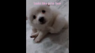 looks like polar bear|Funny and Cute Pomeranian Videos | Cutest dog in the world | Cute dogs clips