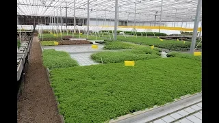 A Walk Around Tropica Aquarium Plants Greenhouse Production